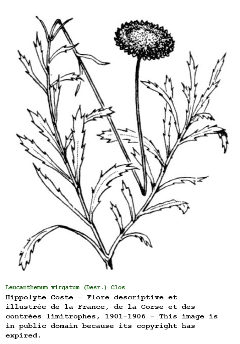 Leucanthemum virgatum (Desr.) Clos